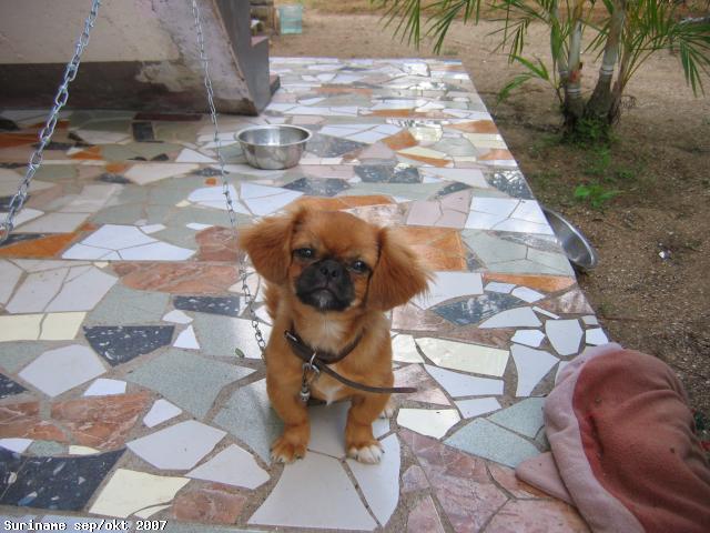 Surinaams hondje