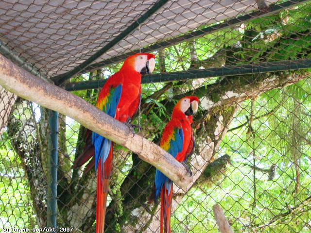 22_paramaribo_zoo_ara_s.jpg