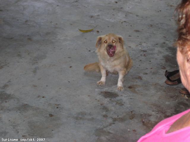 40_hondje.jpg